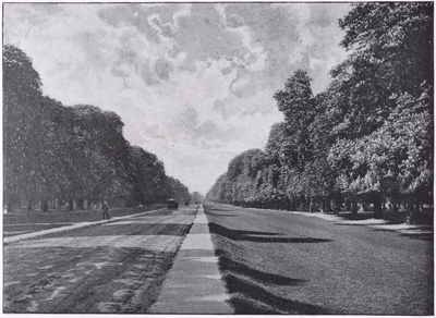Chestnut Avenue, Bushy Park